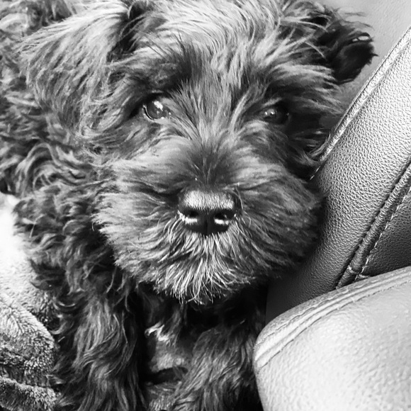 Meet your Posher, Cindy - Picture 1 of 1